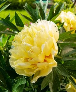 Brighter Blooms Bartzella Peony Shrubs & Hedges