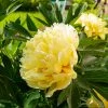 Brighter Blooms Bartzella Peony Shrubs & Hedges