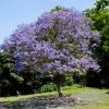 Brighter Blooms Jacaranda Tree