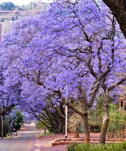 Brighter Blooms Jacaranda Tree
