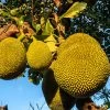 Brighter Blooms Jackfruit Tree Fruit Trees
