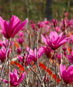 Brighter Blooms Flowering Trees Jane Magnolia Tree