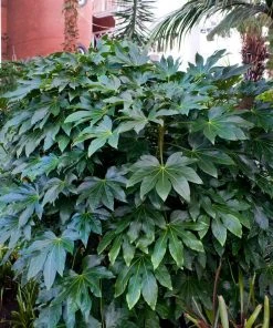 Brighter Blooms Japanese Aralia Plant