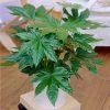 Brighter Blooms Japanese Aralia Plant