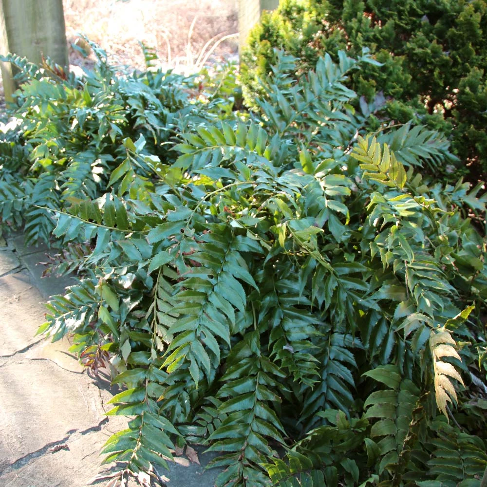 Brighter Blooms Holly Fern Plant 3 Brighter Blooms Holly Fern Plant