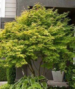 Brighter Blooms Coral Bark Japanese Maple Tree