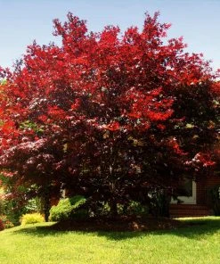 Brighter Blooms Emperor Japanese Maple Tree