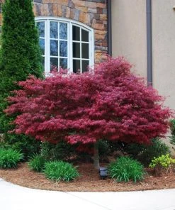 Brighter Blooms Red Dragon Japanese Maple Tree