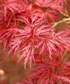 Brighter Blooms Red Dragon Japanese Maple Tree