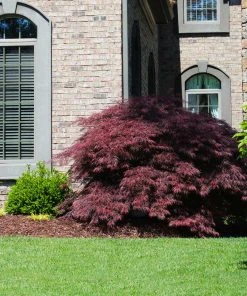 Brighter Blooms Tamukeyama Japanese Maple Tree