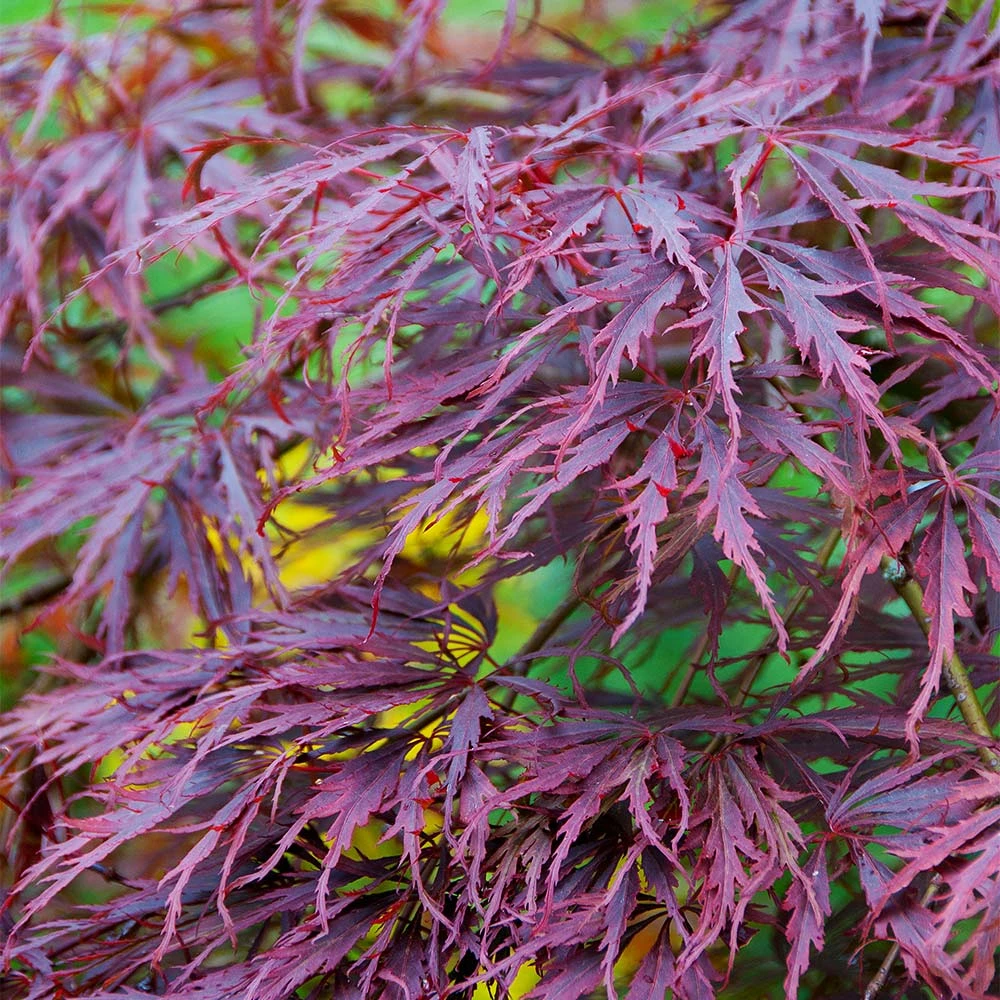 Brighter Blooms Tamukeyama Japanese Maple Tree 3 Brighter Blooms Tamukeyama Japanese Maple Tree