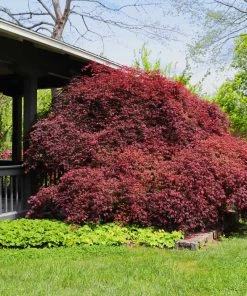 Brighter Blooms Tamukeyama Japanese Maple Tree 9 Brighter Blooms Tamukeyama Japanese Maple Tree