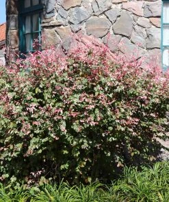 Brighter Blooms Shrubs & Hedges Jazz Hands® Variegated Loropetalum 6 Brighter Blooms Shrubs & Hedges Jazz Hands® Variegated Loropetalum