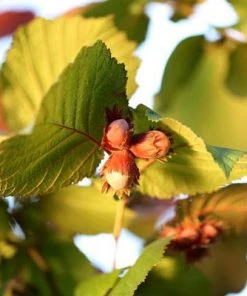 Brighter Blooms Jefferson Hazelnut Tree New Trees