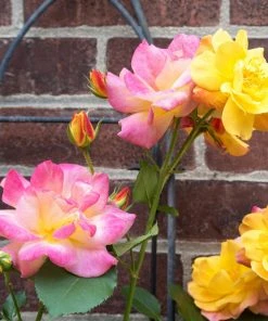 Brighter Blooms Joseph's Coat Climbing Rose Roses