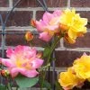 Brighter Blooms Joseph's Coat Climbing Rose Roses