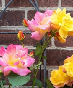 Brighter Blooms Joseph's Coat Climbing Rose Roses