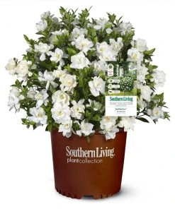 Brighter Blooms Shrubs & Hedges Jubilation Gardenia Shrub