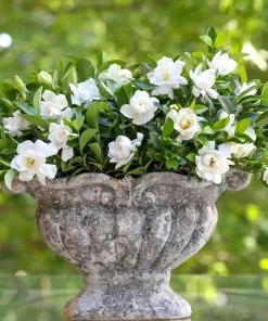 Brighter Blooms Shrubs & Hedges Jubilation Gardenia Shrub