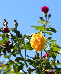 Brighter Blooms Julia Child And Ebb Tide™ Two-fer® Rose Tree Roses