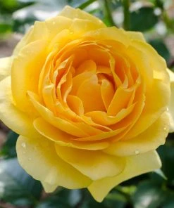 Brighter Blooms Shrubs & Hedges Julia Child Rose