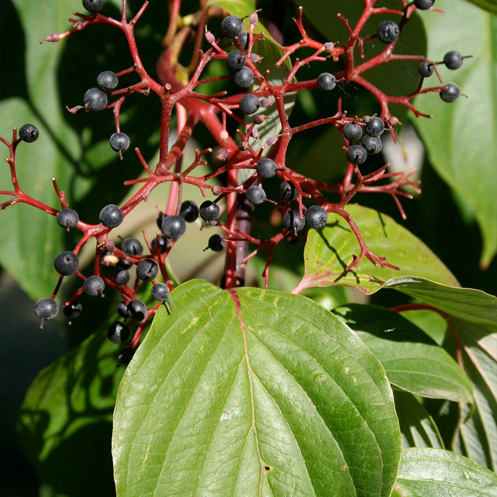 Brighter Blooms June Snow Giant Dogwood Tree Flowering Trees 4 Brighter Blooms June Snow Giant Dogwood Tree Flowering Trees