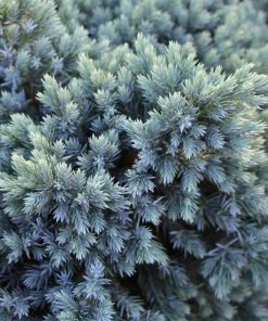 Brighter Blooms Evergreen & Privacy Blue Star Juniper Tree