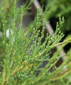 Brighter Blooms Skyrocket Juniper Tree