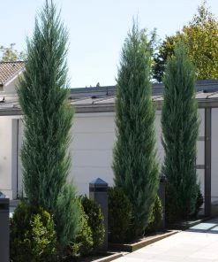 Brighter Blooms Skyrocket Juniper Tree