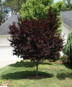 Brighter Blooms Krauter Vesuvius Flowering Plum Tree 11 Brighter Blooms Krauter Vesuvius Flowering Plum Tree