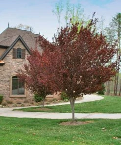 Brighter Blooms Krauter Vesuvius Flowering Plum Tree 9 Brighter Blooms Krauter Vesuvius Flowering Plum Tree