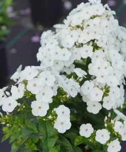 Brighter Blooms Perennials Super Ka-Pow™ White Phlox 5 Brighter Blooms Perennials Super Ka-Pow™ White Phlox