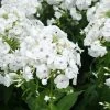 Brighter Blooms Perennials Super Ka-Pow™ White Phlox