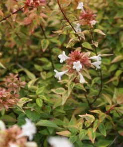 Brighter Blooms Kaleidoscope Abelia Shrub Shrubs & Hedges 6 Brighter Blooms Kaleidoscope Abelia Shrub Shrubs & Hedges