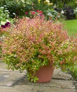 Brighter Blooms Kaleidoscope Abelia Shrub Shrubs & Hedges