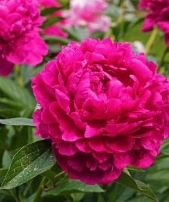 Brighter Blooms Karl Rosenfield Peony Perennials