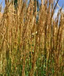 Brighter Blooms Karl Foerster Grass Ornamental Grasses 6 Brighter Blooms Karl Foerster Grass Ornamental Grasses