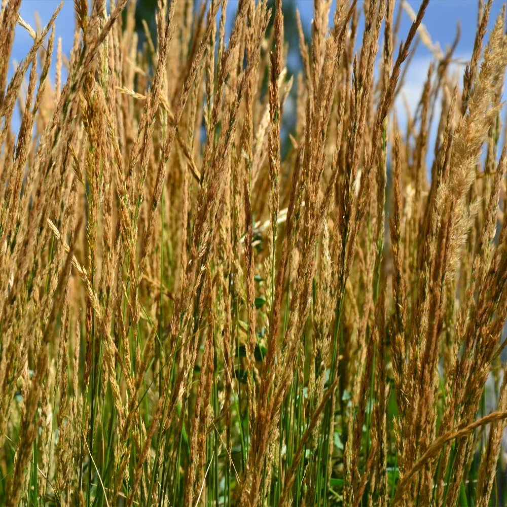 Brighter Blooms Karl Foerster Grass Ornamental Grasses 3 Brighter Blooms Karl Foerster Grass Ornamental Grasses