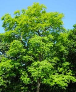 Brighter Blooms Kentucky Coffeetree Flowering Trees