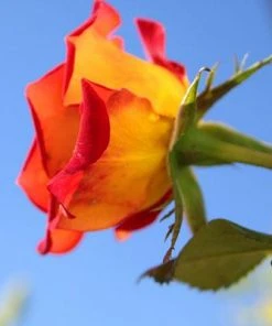 Brighter Blooms Ketchup & Mustard Standard Rose Tree 8 Brighter Blooms Ketchup & Mustard Standard Rose Tree