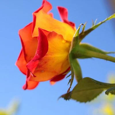 Brighter Blooms Ketchup & Mustard Standard Rose Tree 4 Brighter Blooms Ketchup & Mustard Standard Rose Tree