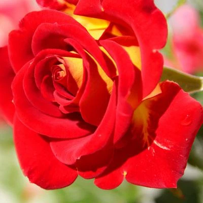 Brighter Blooms Ketchup & Mustard Standard Rose Tree 3 Brighter Blooms Ketchup & Mustard Standard Rose Tree