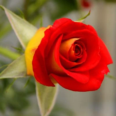 Brighter Blooms Ketchup & Mustard Standard Rose Tree 2 Brighter Blooms Ketchup & Mustard Standard Rose Tree