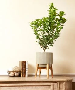 Brighter Blooms Key Lime Bush House & Patio 7 Brighter Blooms Key Lime Bush House & Patio