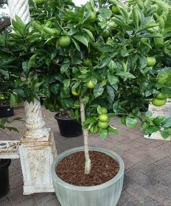 Brighter Blooms Key Lime Tree Fruit Trees