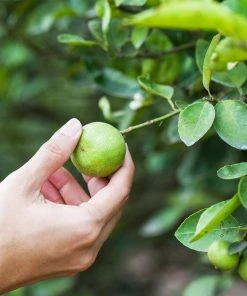 Brighter Blooms Key Lime Tree 7 Brighter Blooms Key Lime Tree