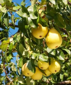 Brighter Blooms Fruit Trees Kieffer Pear Tree