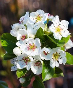 Brighter Blooms Fruit Trees Kieffer Pear Tree