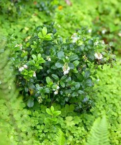Brighter Blooms Kinnikinnick Emerald Carpet 5 Brighter Blooms Kinnikinnick Emerald Carpet