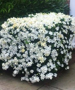 Brighter Blooms Kleim's Hardy Gardenia Shrub Shrubs & Hedges